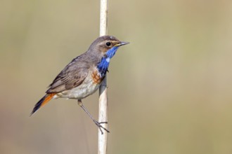 White-starred bluethroat (Luscinia svecica), sitting on a reed, Wadi Darbat, Salalah,