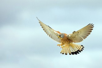 Kestrel, (Falco tinnunculus), falcon family, falcons, shaking flight, Hides de El Taray Lesser