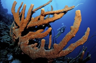 Diver and tube sponge, British Virgin Islands, BVI, Caribbean Sea, Caribbean, Leeward Islands,