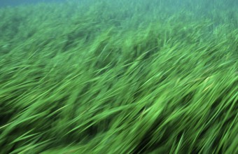 Rainbow River water plants, USA, Florida, FL, North America