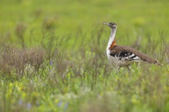 Kaffir Bustard, (Ardeotis denhami, Neotis denhami), Bustards, Birds, Africa, South Africa,