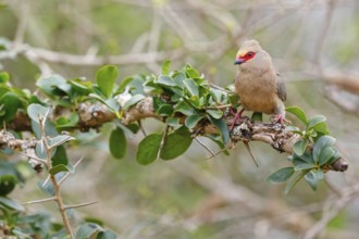Red-tailed Mousebird, (Urocolius indicus), on perch, Africa, South Africa, KwaZulu-Natal, Mkuze