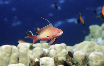 Harem flag perch, Pseudanthias squamipinnis, Egypt, Sha'ab Tamara, Red Sea, Africa