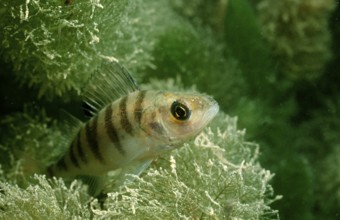 Perch, Perca flluviatilis, Germany, Bavaria, Europe
