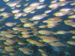 Pigmy sweeper (Parapriacanthus ransonneti)
