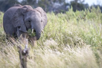 A young Elephant starring at the camera in the Okavango Delta, Botswana, Africa