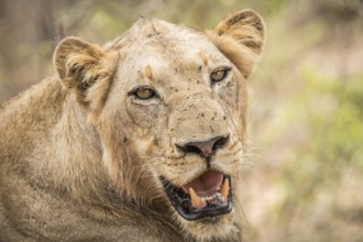 Starring Lion in the Kruger National Park, South Africa, Africa