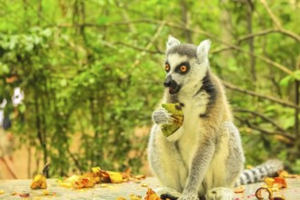 Madagascar Ringtail Lemur, Lemur Catta species eating fruits on forest background