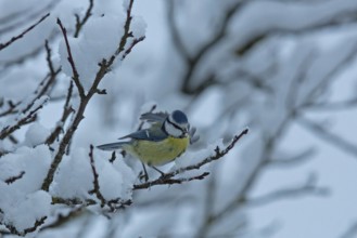 Blue tit