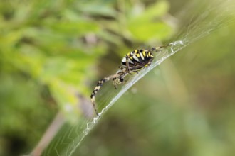 Wasp spider