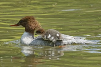 Goosander (Mergus merganser)
