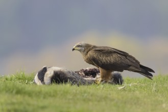 Black kite (Milvus migrans)