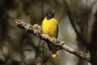 Masked oriole (Eurasian Golden Oriole larvatus)