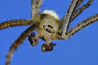 Zebra spider - male