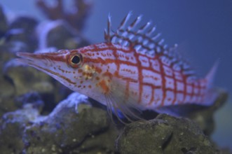 Long-snouted coral guard (Oxycirrhites typus)
