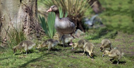 Greylag goose (Anser anser)