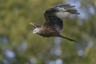 Red kite (Milvus milvus)