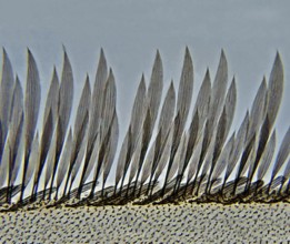 Wing edge of a mosquito 400 times