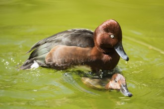 Ferruginous Duck (Aythya nyroca)