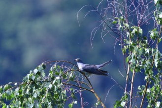 Cuckoo (cuculus canorus)