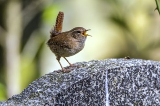 Wren - singing male (Troglodytes troglodytes)