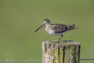 Common snipe (Gallinago gallinago)