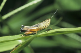 Grasshopper (Acrididae)