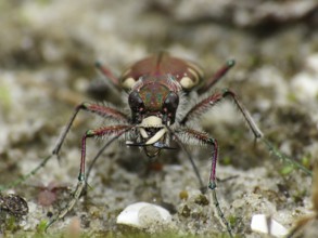 Dune sand beetle (Cicindela hybrida)