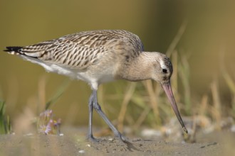 Bar-tailed godwit (Limosa lapponica)