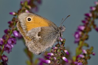 Small heath (Coenonympha pamphilus)