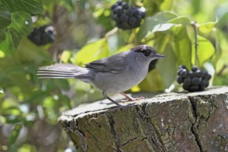 Blackcap (Sylvia atricapilla)