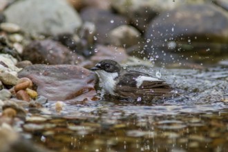 Pied flycatcher - male bathing (Ficedula hypoleuca)