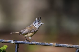 Crested tit - male on a railing (Parus cristatus)