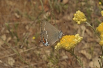 Buckthorn Fritillary (Satyrium spini)
