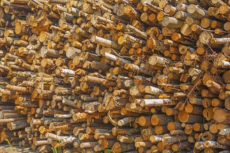 View on pile of woods tree trunks