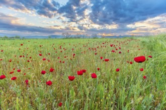 Landscape Greece, island Lesbos, flower meadow, poppies, Lesbos, Greece, Europe