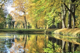 Autumn forest