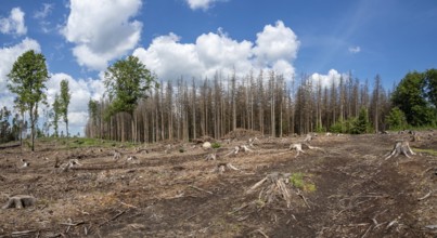 Dead spruces following bark beetle infestation. The consequence of global warming