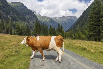 Impressions from Mallnitz Hohe Tauern National Park Seebachtal