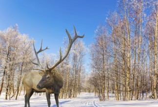 Magnificent reindeer on ski road in the snow-covered aspen grove. Journey to Santa Claus. Bright