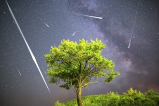 A view of a Meteor Shower and the Milky Way. Green plum tree with plums high in the mountain in the