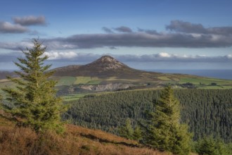 Hiking in Wicklow Mountains. View on Sugarloaf Mountain through pine trees, ferns and forest in