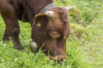 Portrait of a Red Mountain cattle bull