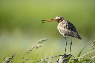Black-tailed godwit in landscape on pole