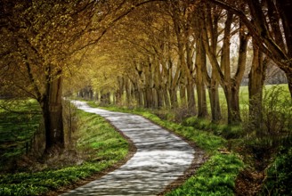 Alley, Primeval forest Urwald Sababurg, Hofgeismar, Weser Uplands, Weserbergland, Hesse, Germany,