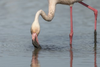 Flamingo (Phoenicopterus roseus) eating in a pond in a natural reserve. Saintes Maries de la Mer,