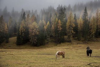 Horses at the fields of the beautiful Alpe di siusi Seiser Alm in the dolomites South Tyrol, Italy,