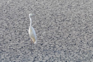 Great Egret Standing on Dry Pond (Ardea alba) Great White Egret, Common Egret
