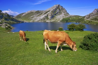 Enol lake at Picos de Europa in Asturias of Spain