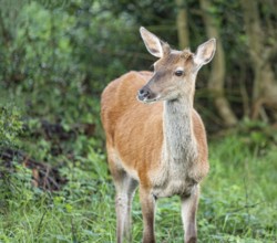 Red deer, Woodland, Glenveagh National Park, Donegal, Ireland, Europe